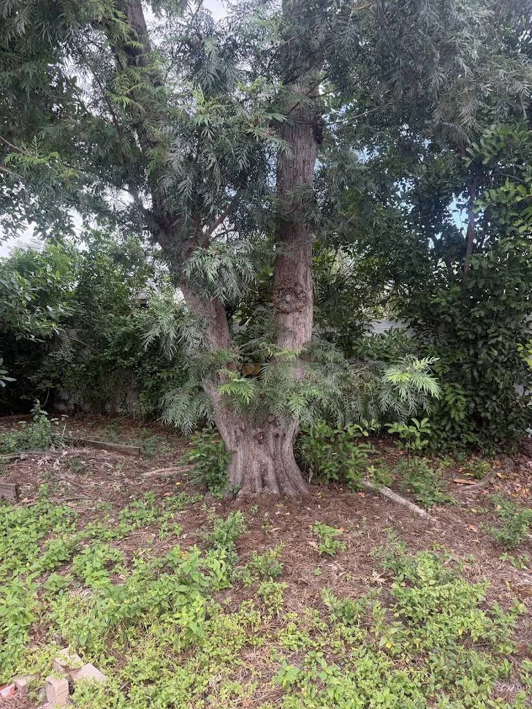 Mature tree at a residential property